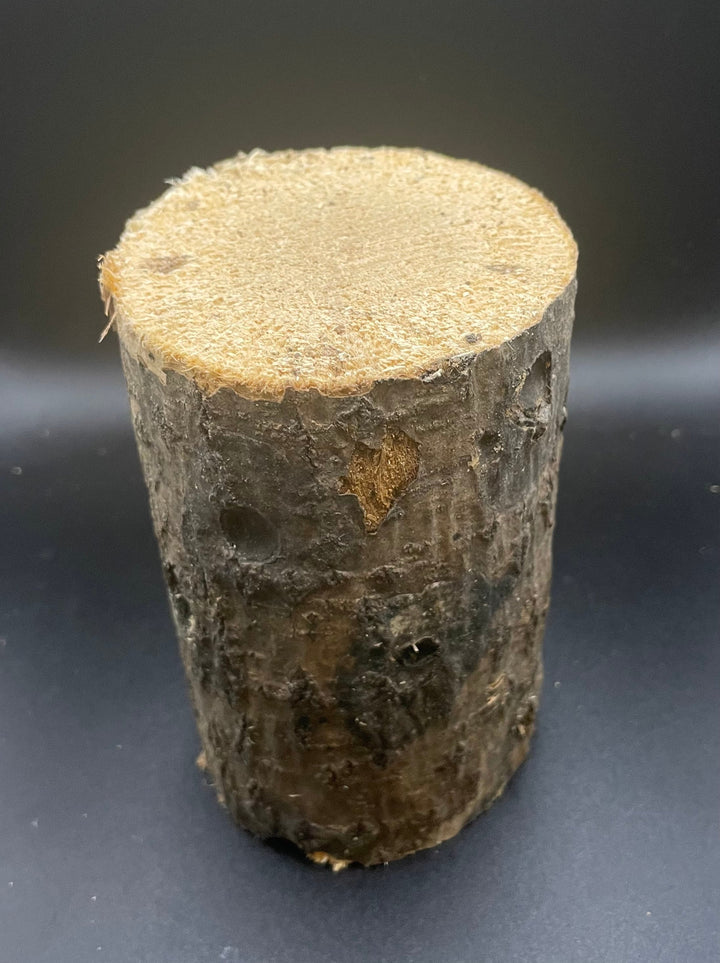 【3年物】産卵木 ドルクス向き硬め材 Mサイズ 1本