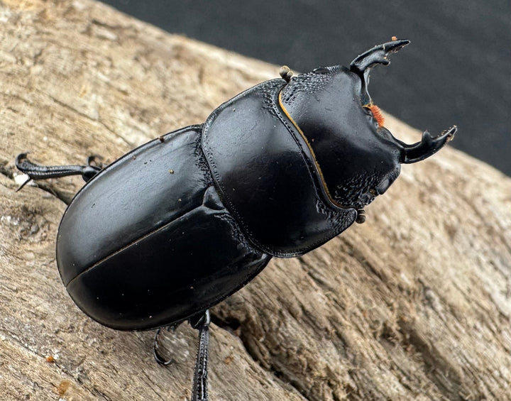 【WD】新産地《ティアンムニセヒタラ 龍王山 30.5mm ペア》