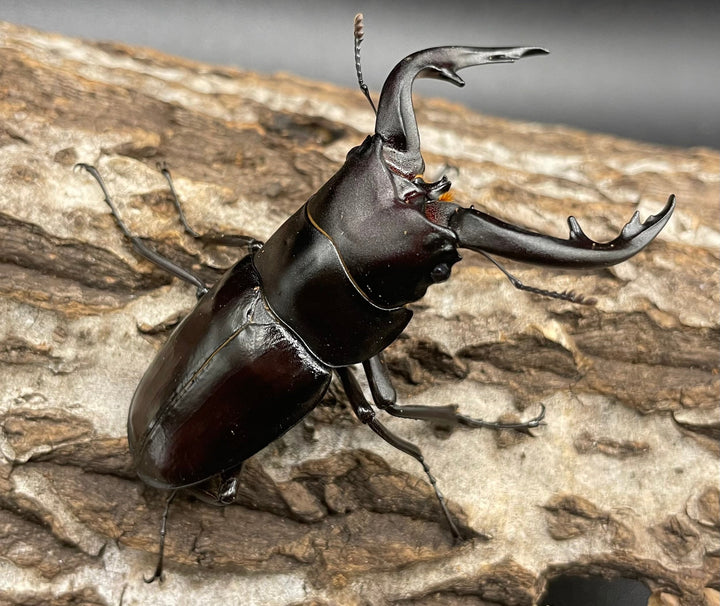 《アマミノコギリ 68mm ペア》