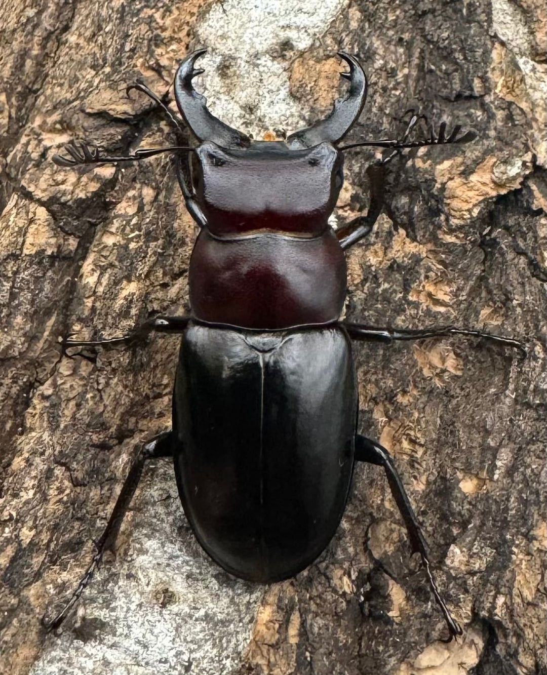 《ミクラミヤマ 御蔵島産 Free ペア》②