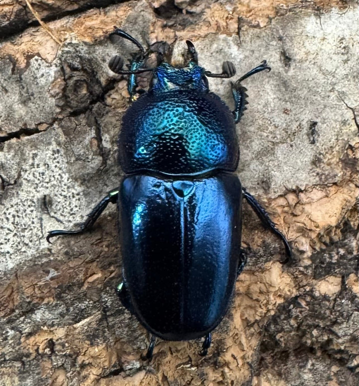 《パプアキンイロクワガタ 39mm ペア》