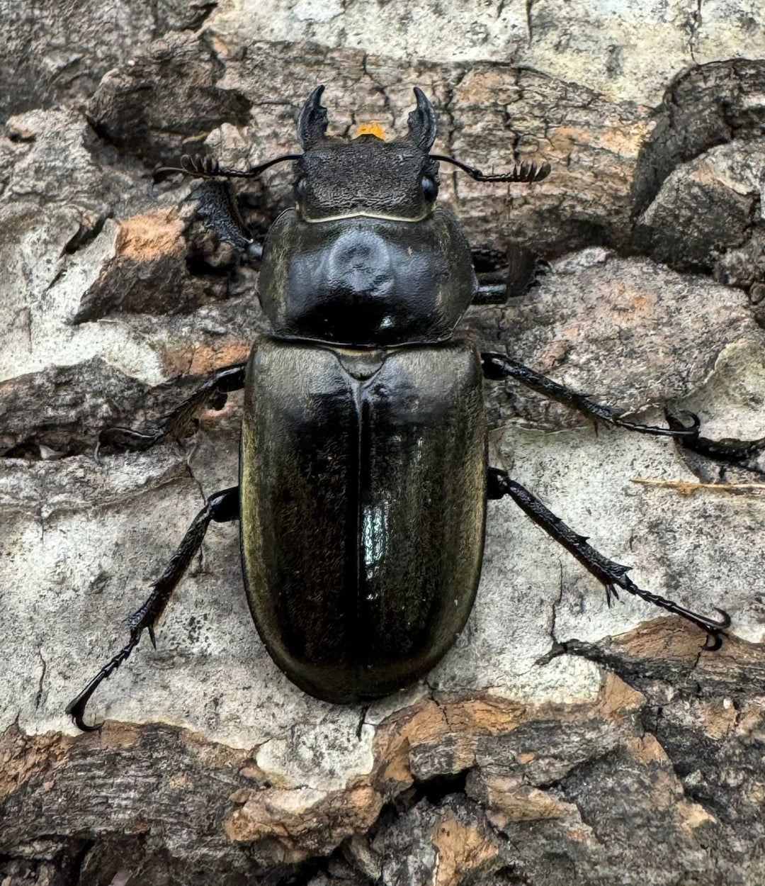 【WD】《チベットミヤマ原名亜種 47mm ペア》