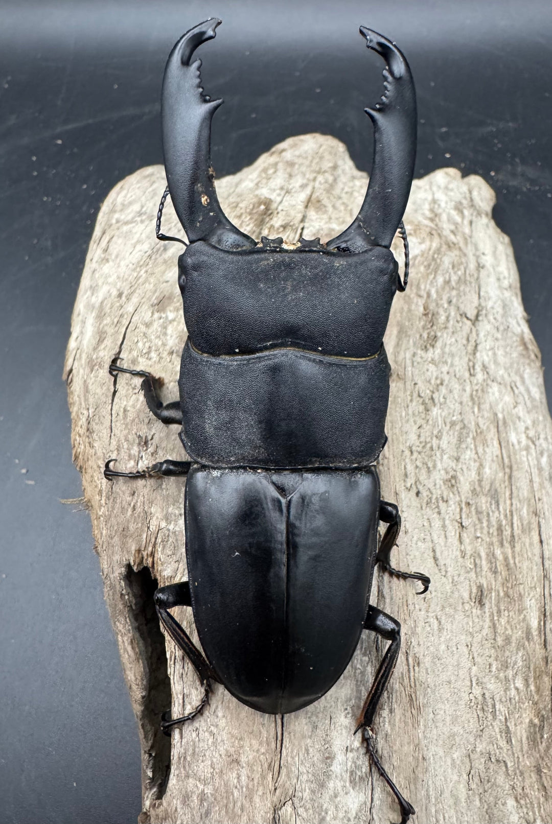 【WD】《西ペレンヒラタ（スラウェシオオヒラタ） 92.5mm ペア》