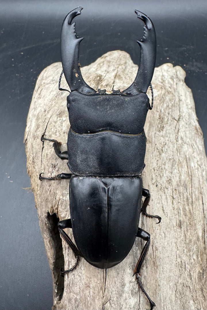 【WD】《西ペレンヒラタ（スラウェシオオヒラタ） 92.5mm ペア》