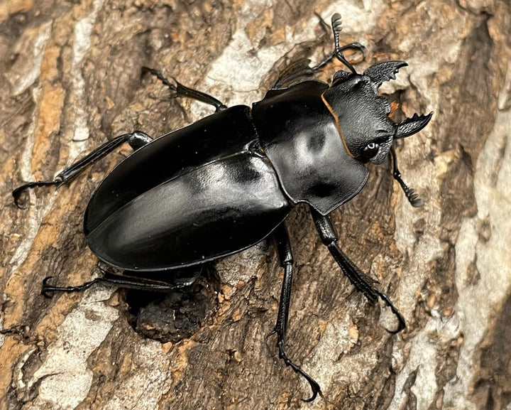 【WD】《アルケスツヤクワガタ 72mm ペア》