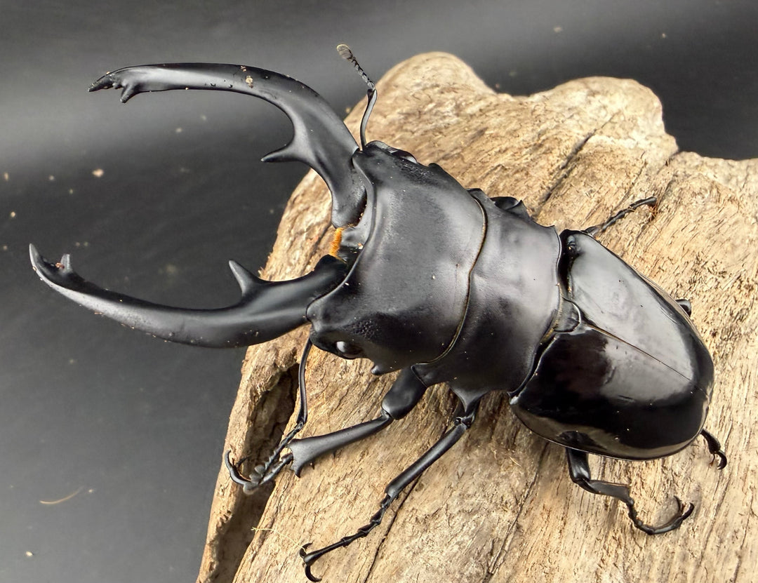 【WD】《インターメディアツヤクワガタ バタラザ産 95.5mm ペア》