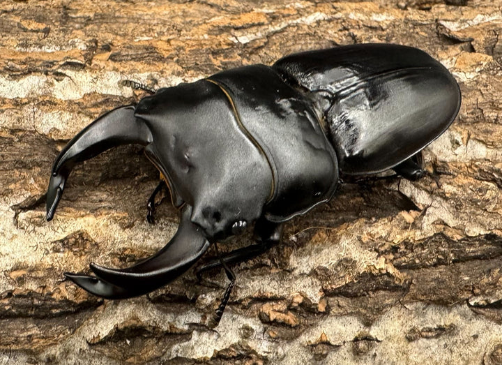 《ホペイオオクワ G160 74mm ペア》