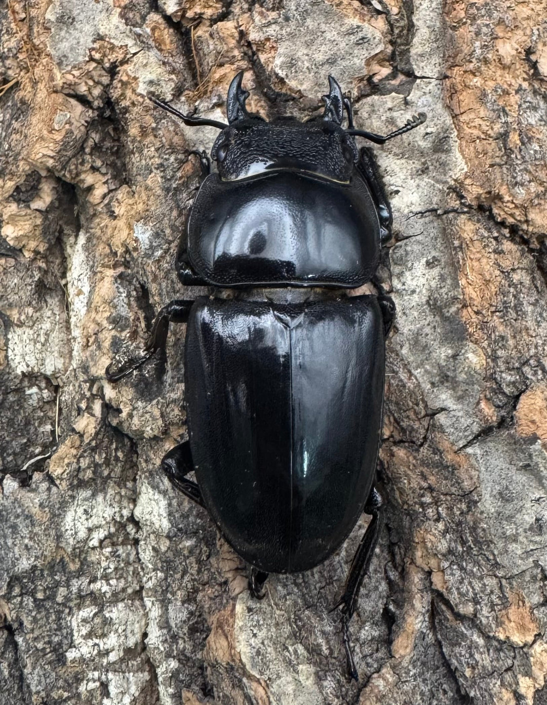 《パラワンオオヒラタクワガタ 91mm ペア》