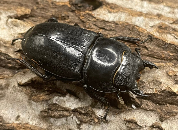 【WD】大型《南カマリネスヒラタ 93mm ペア》