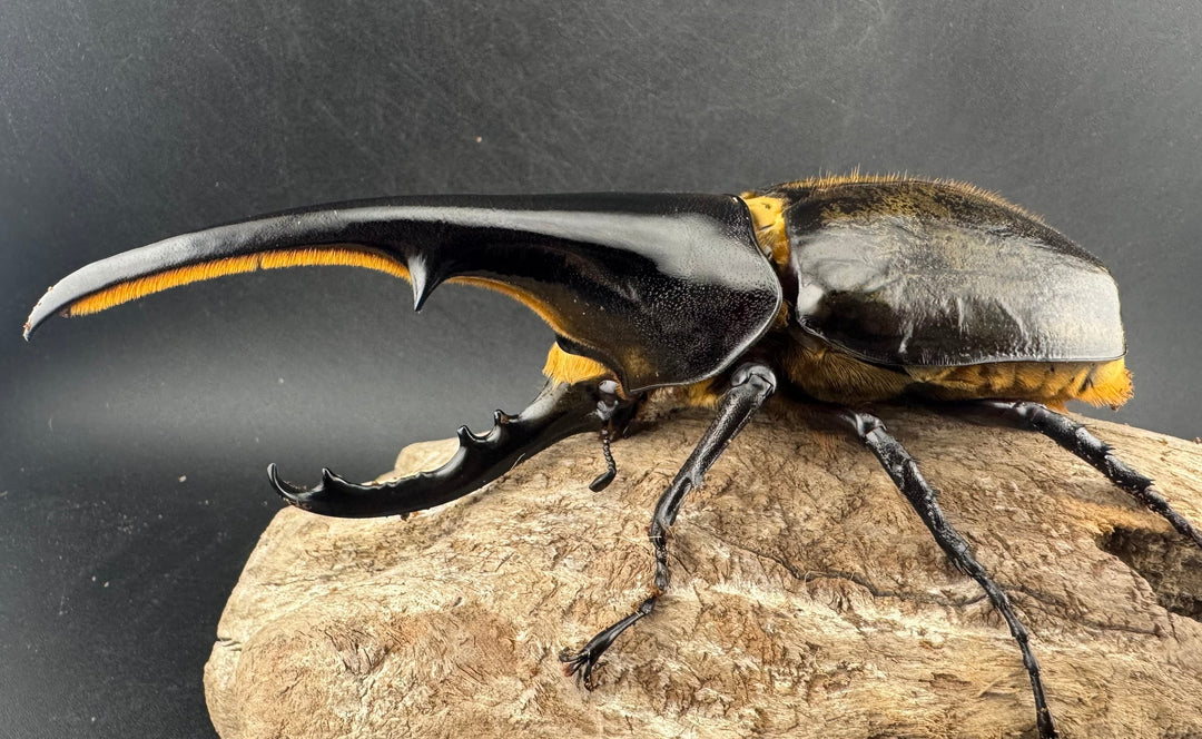 即ブリ《ヘラクレス・ヘラクレス 優良血統 139mm ペア》