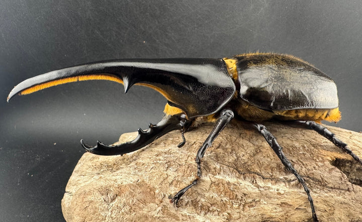 即ブリ《ヘラクレス・ヘラクレス 優良血統 139mm ペア》