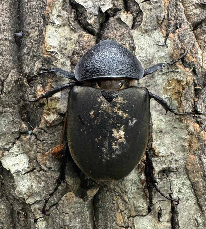 【WD】《ミンダナオアトラスオオカブト 95mm ペア》