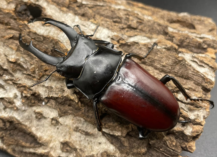 【WD】《雲南産ドンキエルコクワ原名亜種 73mm ペア》