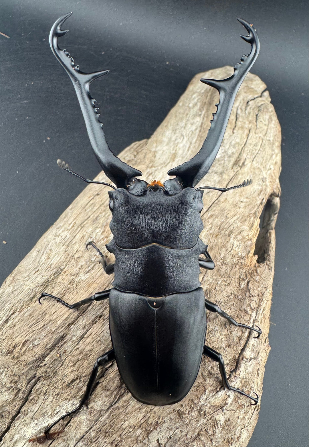 【WD】大型《 ギラファノコギリ亜種ケイスケ 106.5mm ペア》