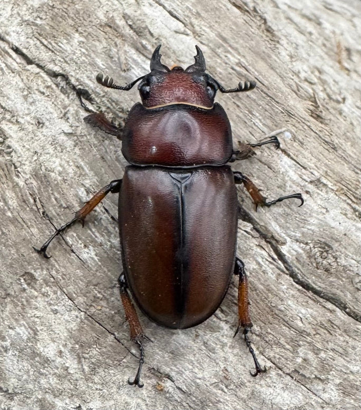 【WD】《アスタコイデスノコギリ ベンクール産 62mm ペア》