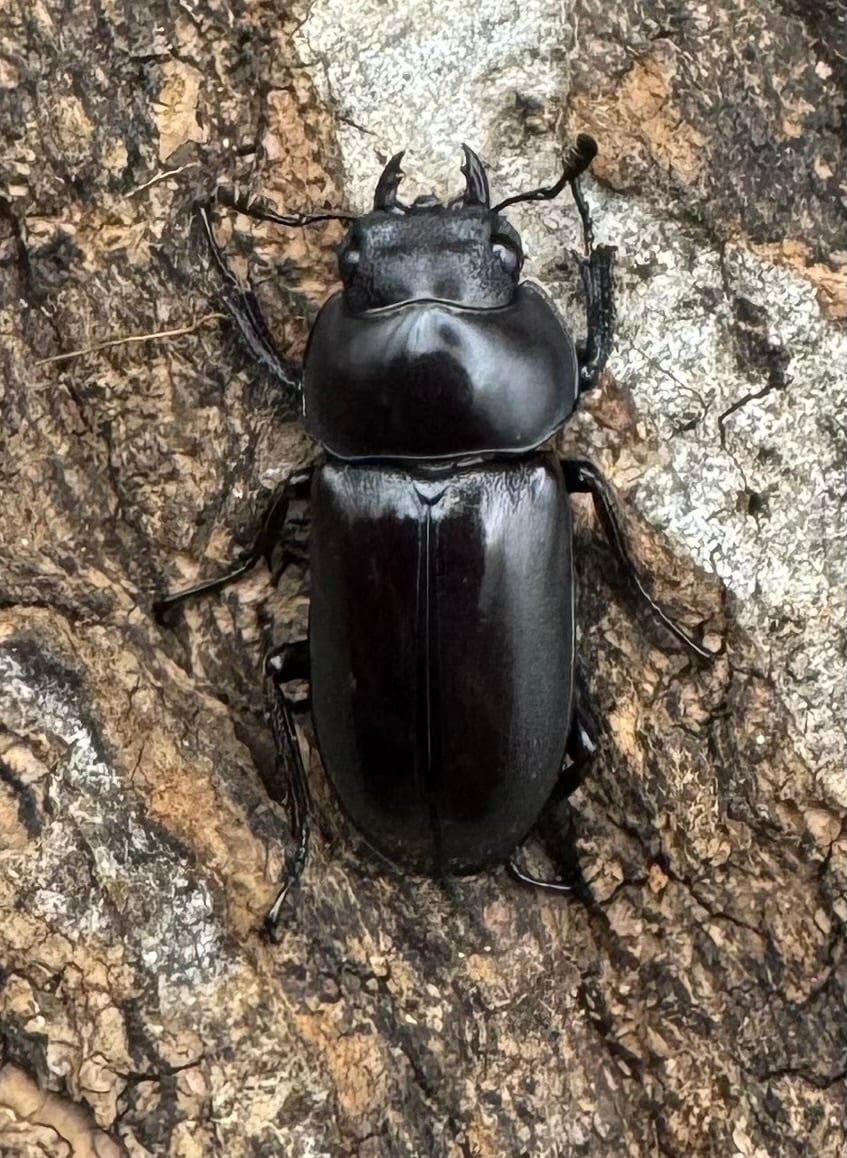 【WD】《カプレコルヌスウスバ 40mm ペア》