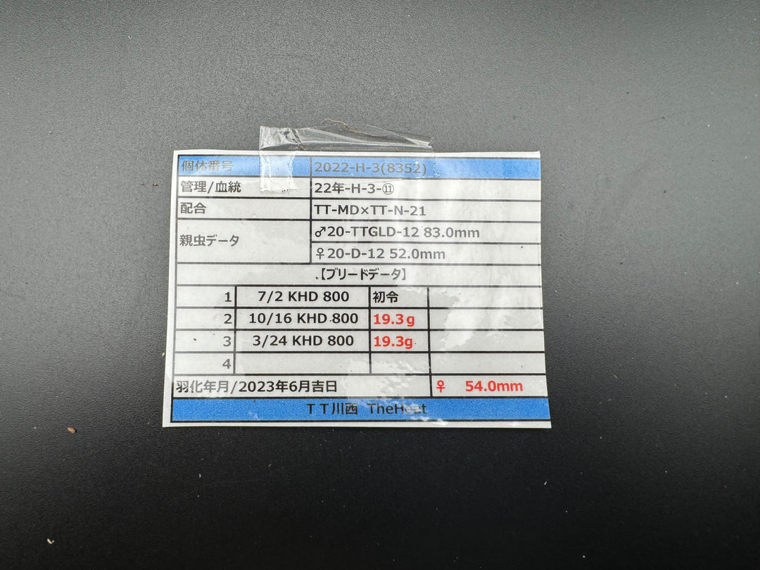 《オオクワガタ TT川西血統 54mm ♀単》ヒート氏ブリード個体