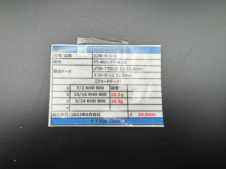 《オオクワガタ TT川西血統 54mm ♀単》ヒート氏ブリード個体