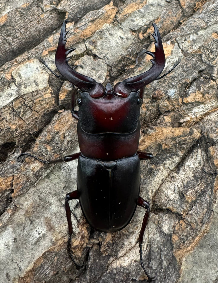 《クロシマノコギリ 63mm ♂♂♀トリオ》