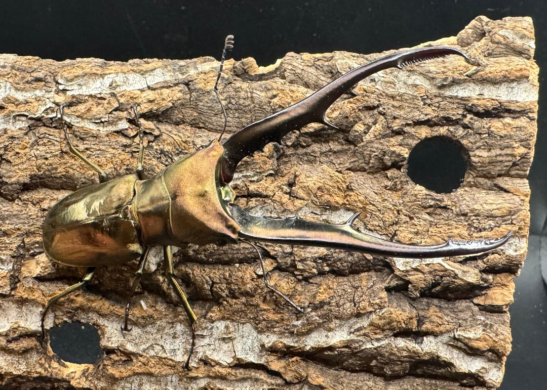 【WD】《メタリフェルホソアカ 85mm ペア》