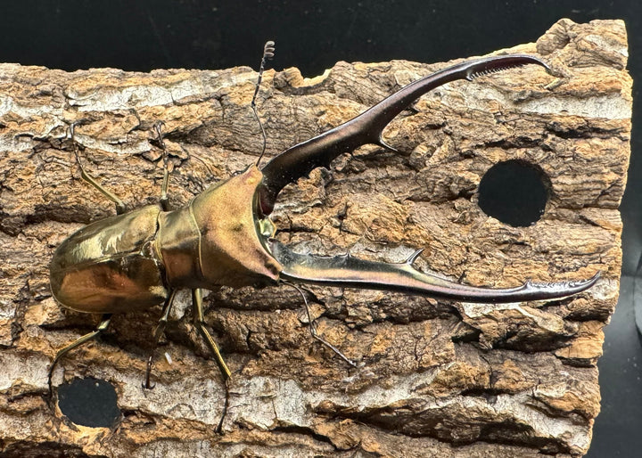 【WD】《メタリフェルホソアカ 85mm ペア》