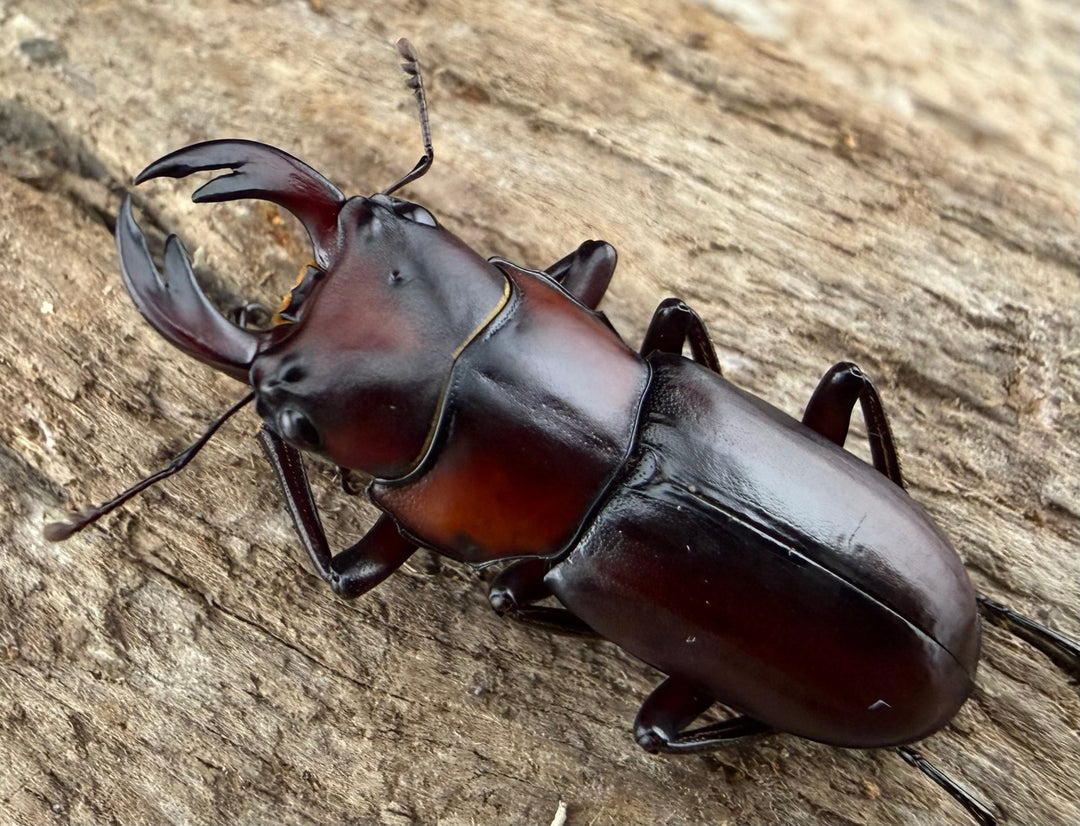 【WD】《アカヘリセスジ 27mm ペア》