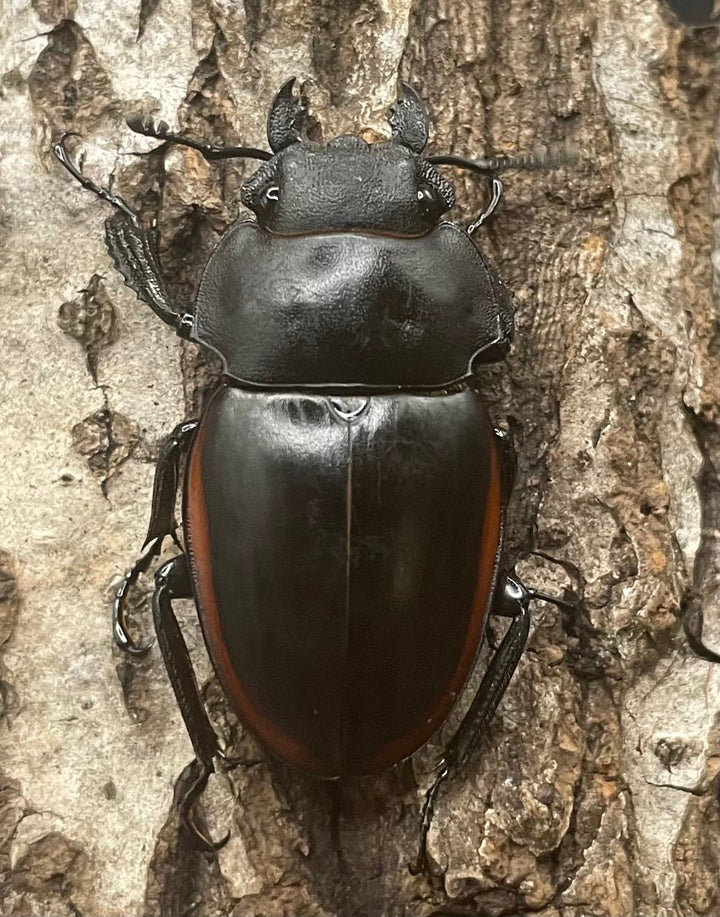 【WD】《クベラツヤクワガタ亜種sinensis ♀単》