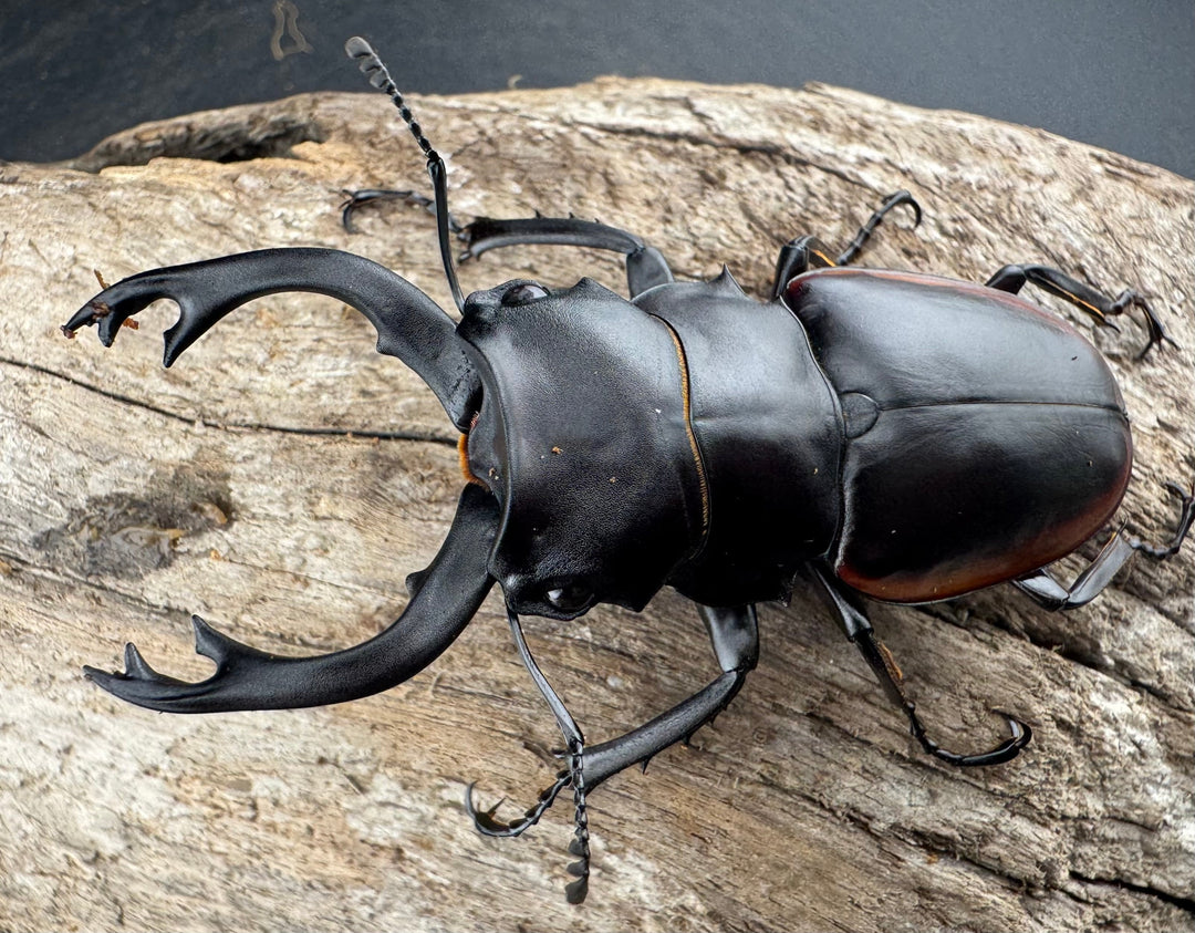 【WD】《クベラツヤクワガタ亜種sinensis 浙江省産 69mm ペア》