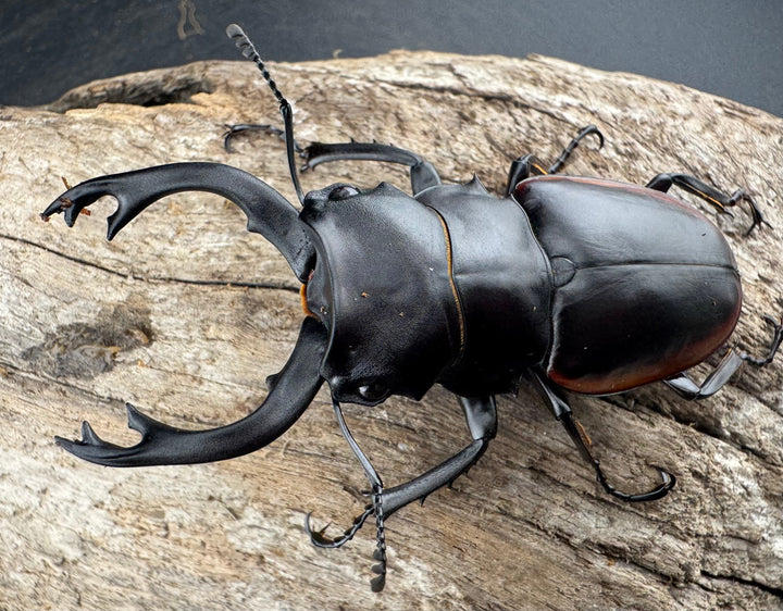 【WD】《クベラツヤクワガタ亜種sinensis 浙江省産 69mm ペア》