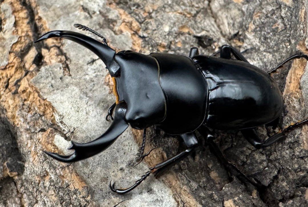 【WD】《セメノウコクワ 雅安産 38.5mm ペア》