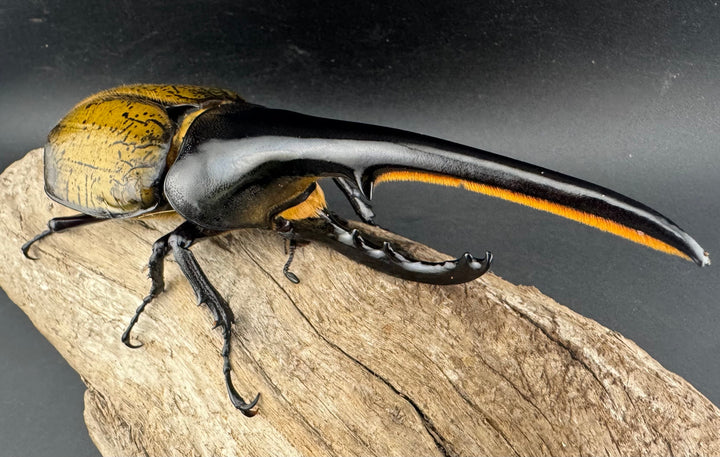 即ブリ《ヘラクレス・ヘラクレス 優良血統 149mm ペア》