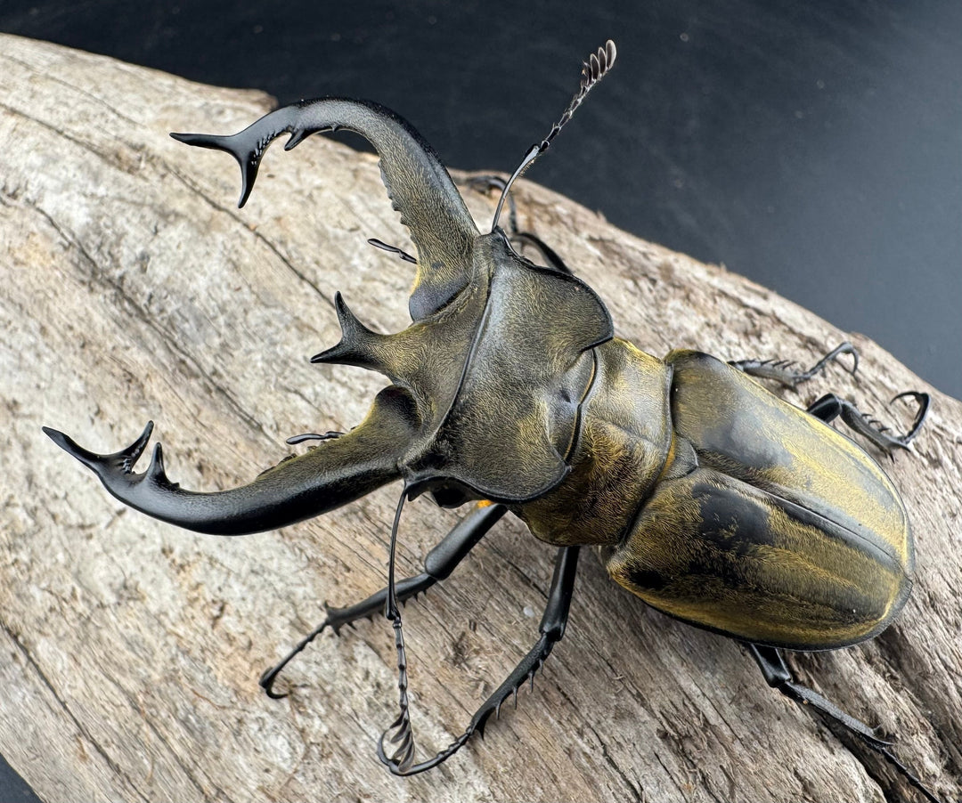 【WD】《フルキフェルミヤマ 74mm ペア》