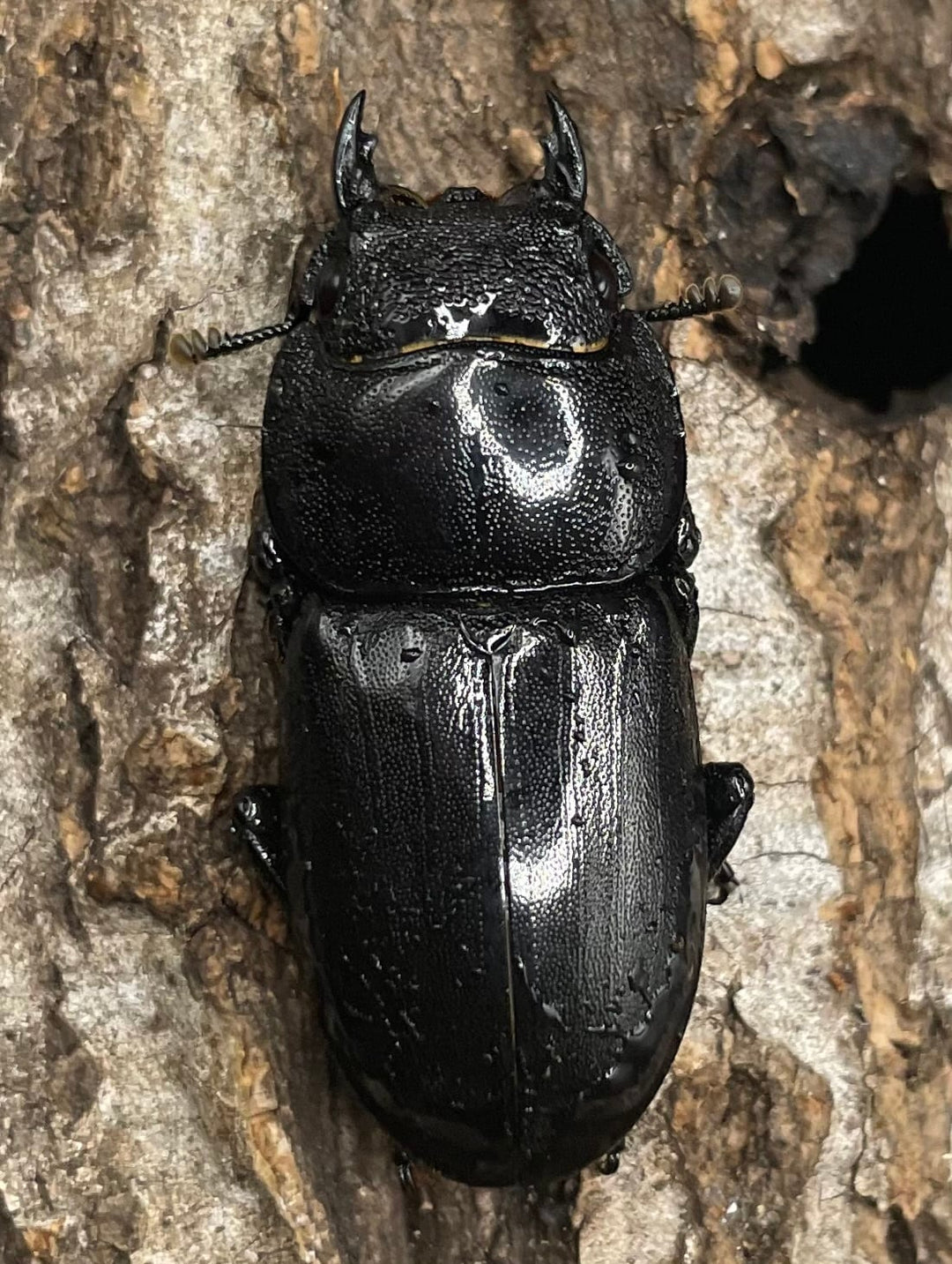 【WD】大型《イフガオヒラタ 88mm ペア》