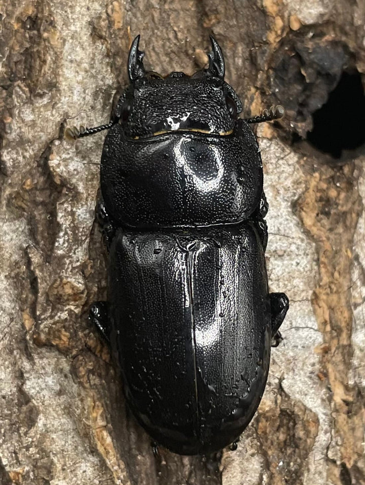 【WD】大型《イフガオヒラタ 88mm ペア》