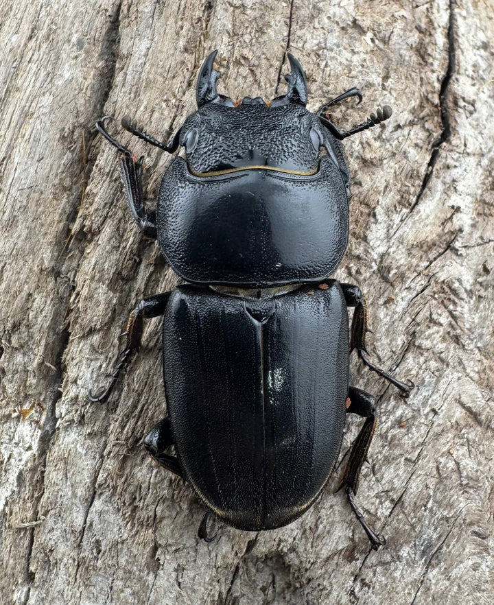 【WD】《ブルーダンヒラタクワガタ 90mm ペア》