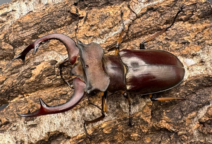 【WD】《フェアメイルミヤマクワガタ 53.5mm B品ペア》