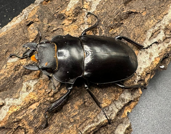 【WD】大型長歯《アルケスツヤクワガタ 93mm ペア》