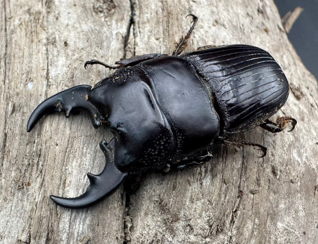 【WD】《フィリピンネブト亜種バンガイエンシス 33mm ペア》