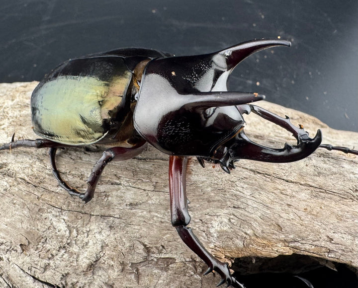 【WD】《ジャワコーカサスオオカブト 68mm B品ペア》