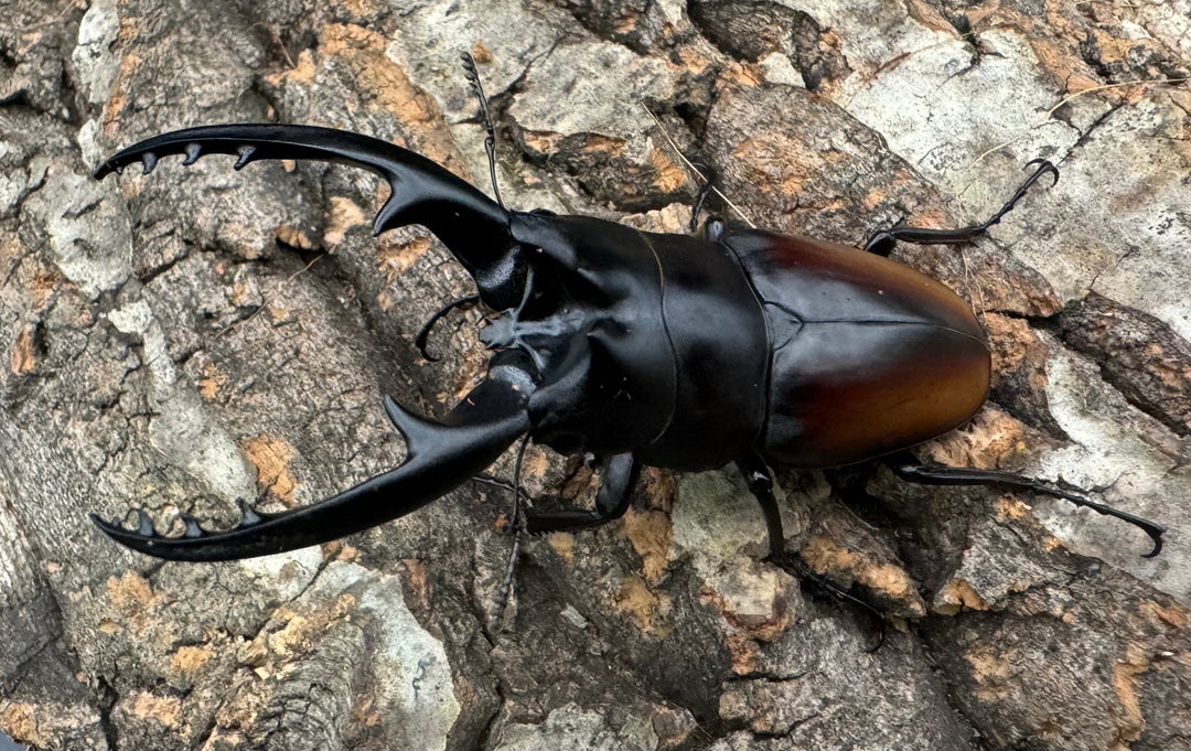 即ブリ《レニノコギリ 紋あり 68.8mm ♂単》