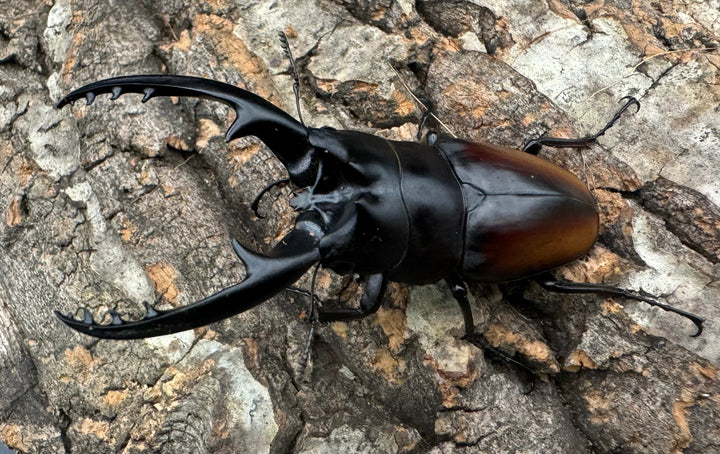 即ブリ《レニノコギリ 紋あり 68.8mm ♂単》