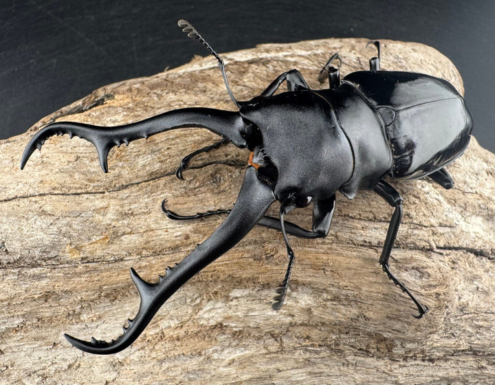 《ギラファノコギリ亜種ダイスケ ネグロス島産 100mm ペア》