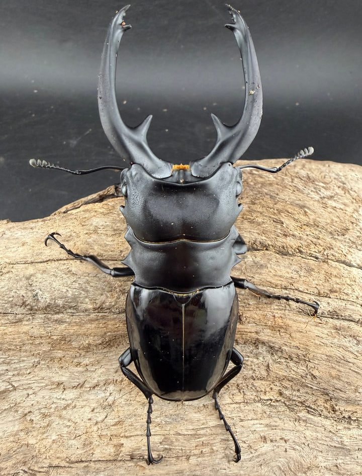 【WD】《インターメディアツヤクワガタ バタラザ産 95.5mm ペア》