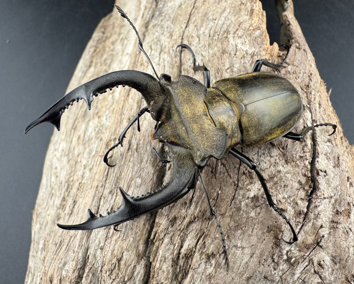 【WD】《ノビリスミヤマ 62mm ペア》