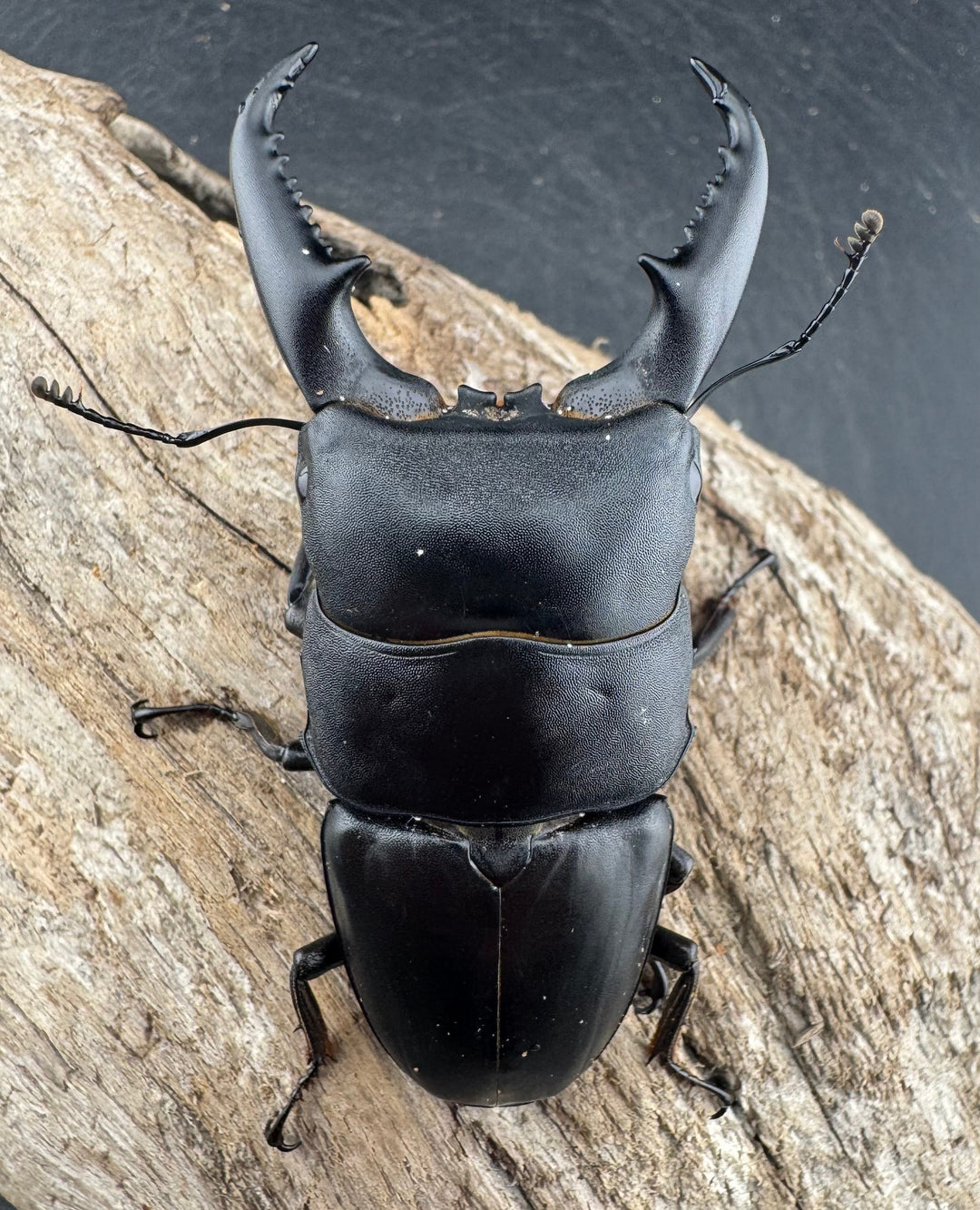 【WD】《ベトナムヒラタ 海南省産 75.5mm ペア》