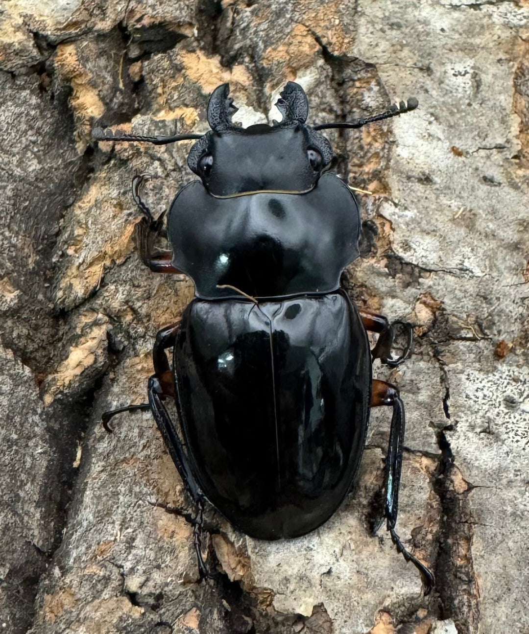 【WD】《インペリアリスツヤ亜種komorii 68mm ペア》