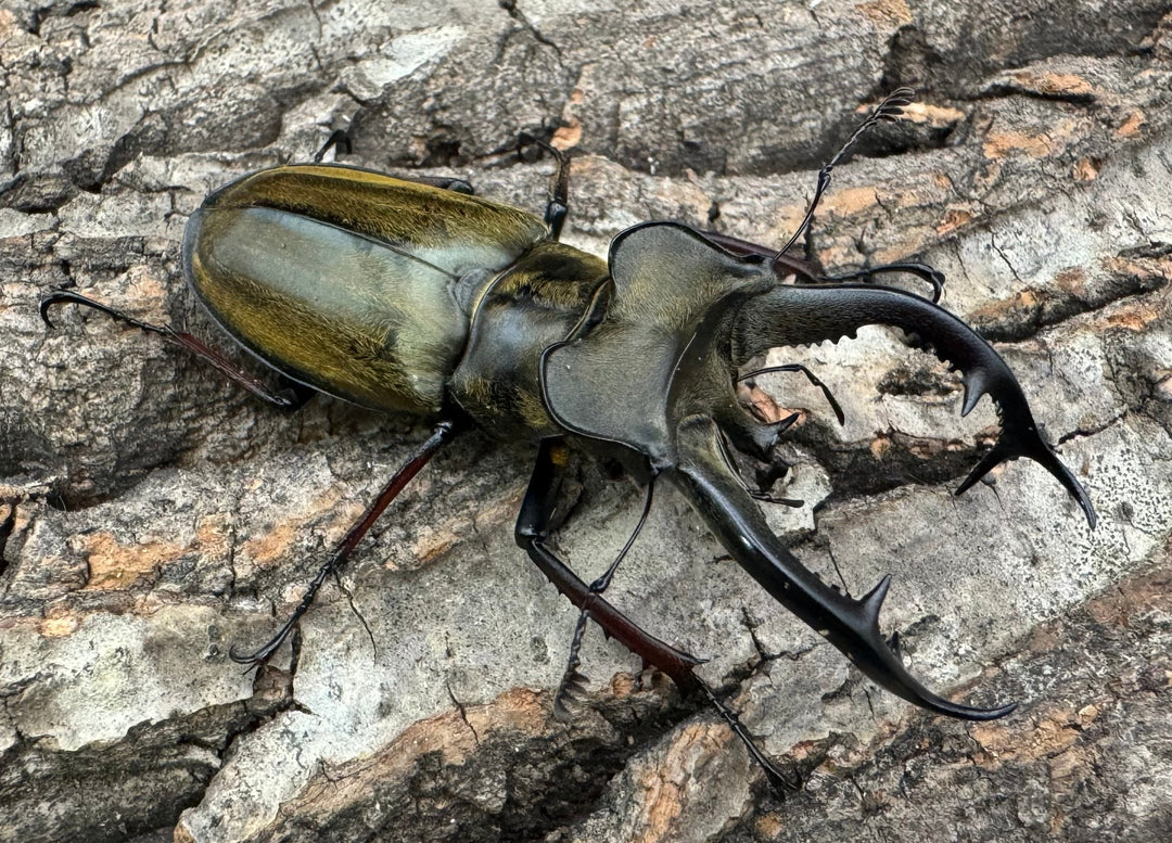 【WD】《チェンミヤマ メトク産 65mm ♂♀♀トリオB品》