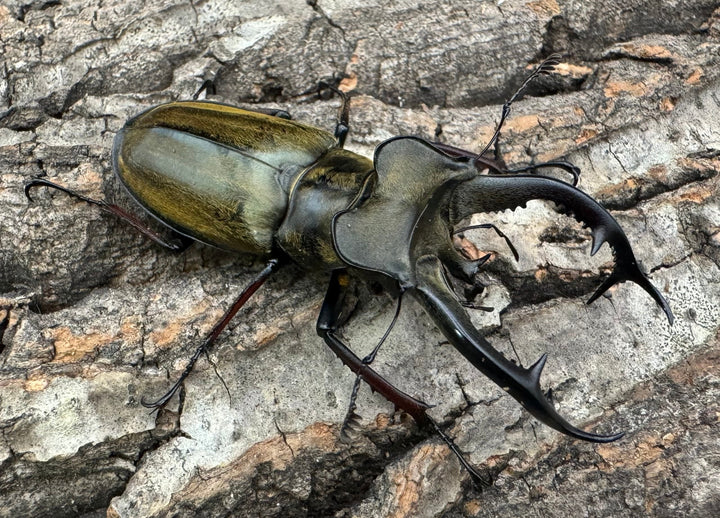 【WD】《チェンミヤマ メトク産 65mm ♂♀♀トリオB品》