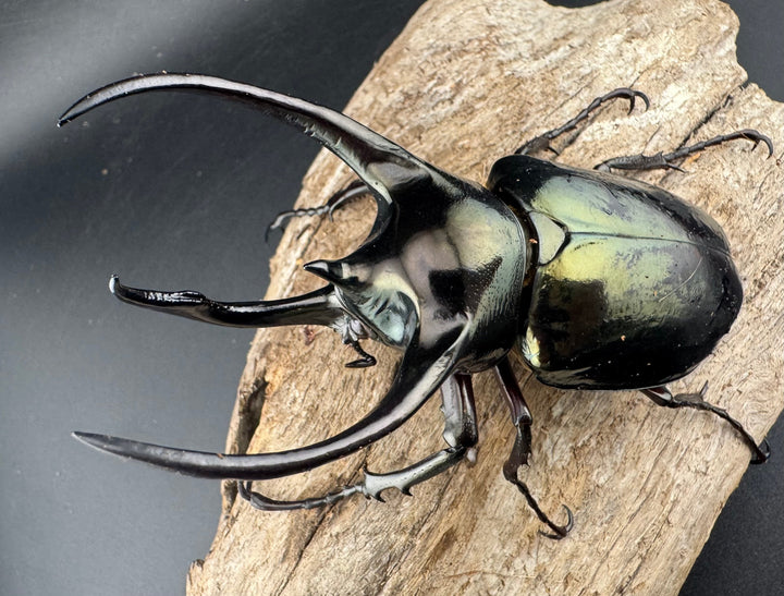 【WD】《ミンダナオアトラスオオカブト マラグサン産 97.5mm ペア》