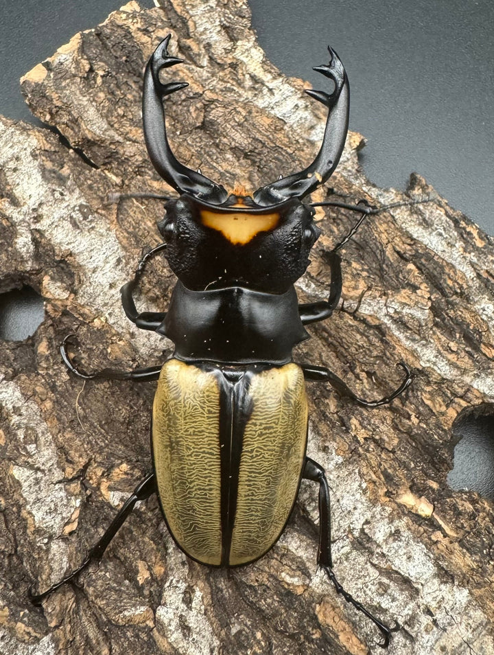 【WD】《ラコダールツヤクワガタ ブラスタギ産 73mm ペア》